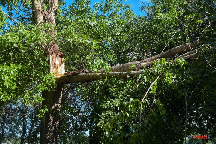 Дерево рухнуло на припаркованные машины в Новокузнецке 
