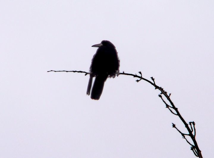Нашествие черных птиц встревожило кемеровчан