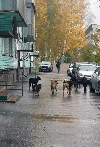 Бездомные собаки заполонили кузбасский город 