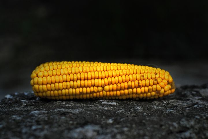 Опасная кукуруза оказалась вне закона в Кузбассе 