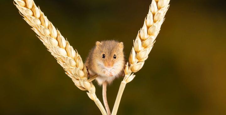 Новокузнечанка обнаружила мышь в упаковке с хлебом