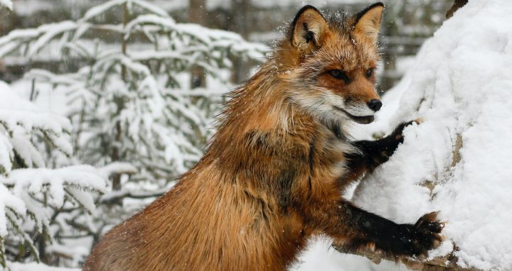 Зараженные смертельным для человека вирусом лисы появились близ Кемерова 