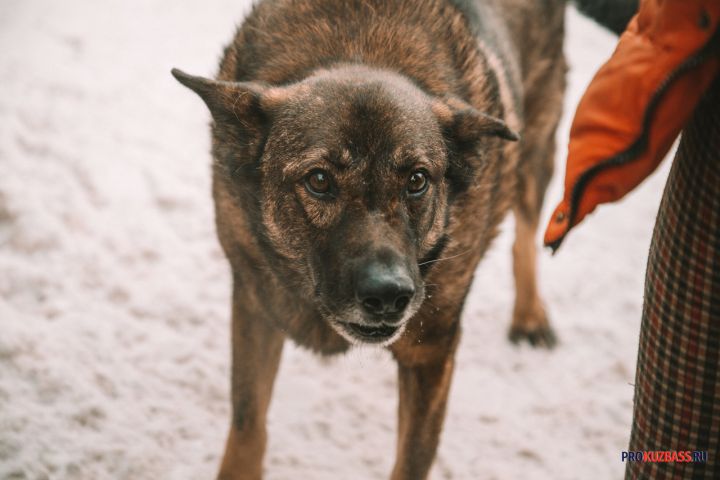 Соцсети: новокузнечанин после конфликта с соседями жестоко расправился с их собакой