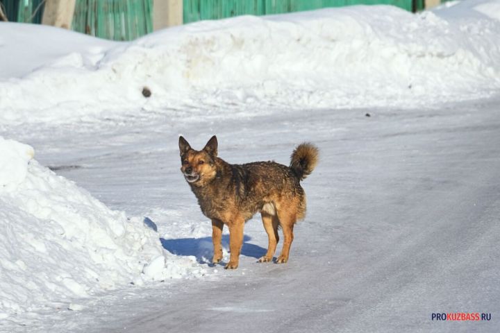 «Нападают на детей»: агрессивные собаки запугали жителей кузбасского города