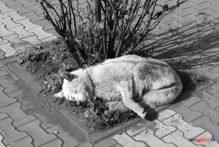 «Это бесчеловечно»: кузбассовец бросил на дороге возле школы сбитую собаку
