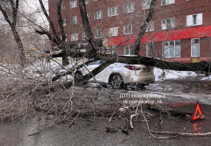 Дерево упало на припаркованный автомобиль в Новокузнецке