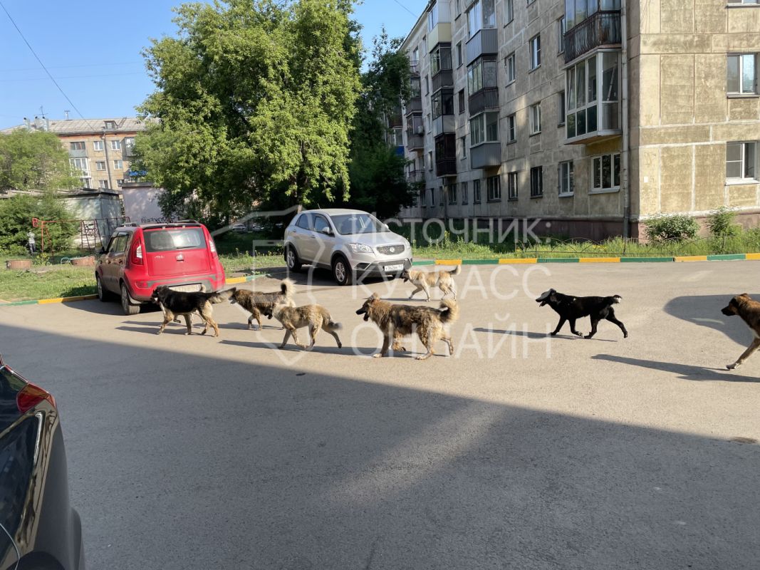Собака попала в дтп