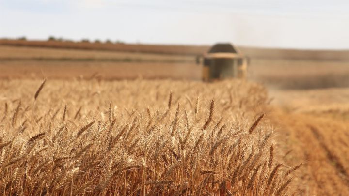 Специалисты отметили рост экспорта зерна и древесины из Кузбасса