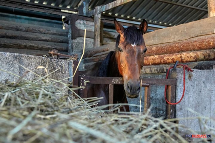 Кузбассовец погасил долг по алиментам благодаря коню
