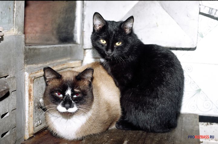 Кемеровчанка сообщила о замурованных в подвале кошках с котятами