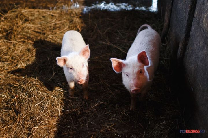 Минсельхоз РФ объяснил кузбассовцам рост цен на говядину и свинину 