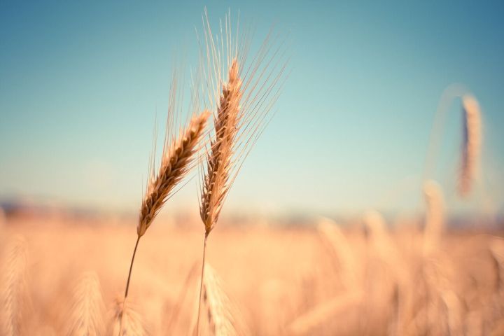 Вывоз зерна из Кузбасса за границу увеличился в два раза
