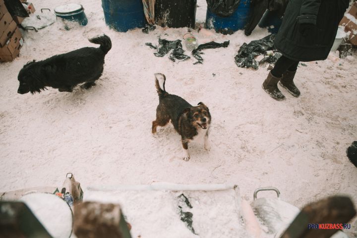 Ребенок выбежал на дорогу от стаи агрессивных собак в Кемерове