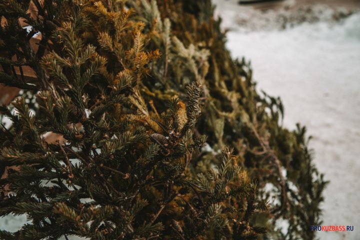 Кузбасские власти высказались о возможности покупки новогодней ели в лесохозяйстве