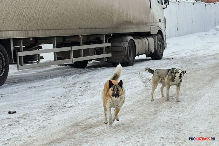 Стая бездомных собак у магазина напугала ребенка в Новокузнецке