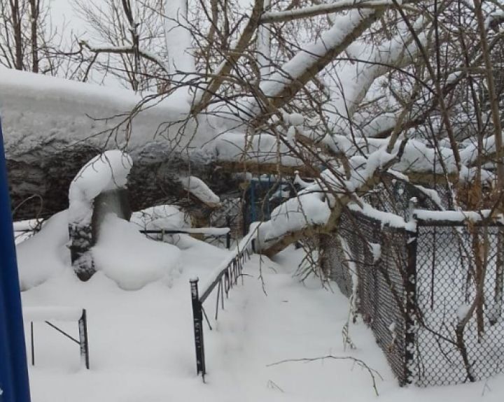 Дерево на кузбасском кладбище упало на могилы