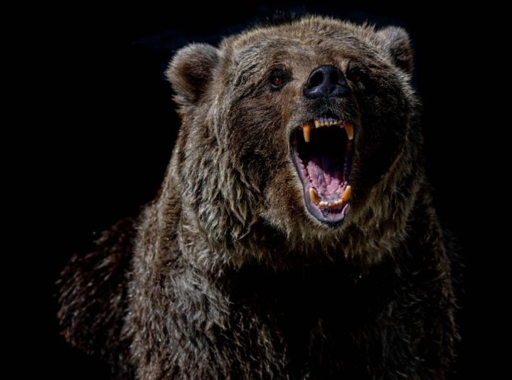 Очевидцы: медвежонок вышел к домам в Кузбассе 
