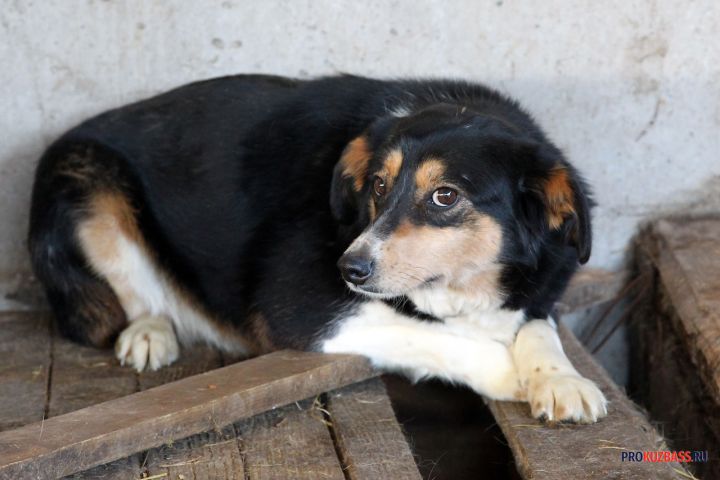 «Еле отбились от них»: бездомные собаки набросились на ребенка в Кузбассе