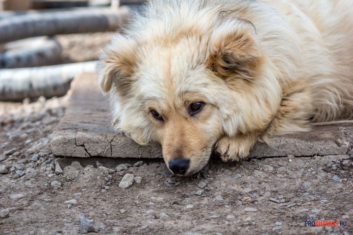 Агрессивный алабай набросился на мелкую собаку в районе школ в Новокузнецке