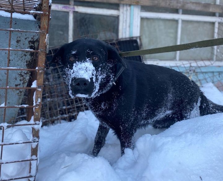 Активисты в Новокузнецке нашли привязанного в лесу пса в наморднике
