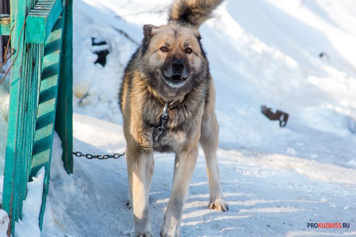 Свора агрессивных собак напала на пенсионерку в Кемерове