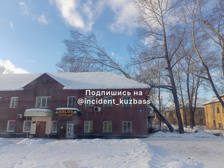 Высокий тополь проломил крышу многоквартирного дома в Новокузнецке
