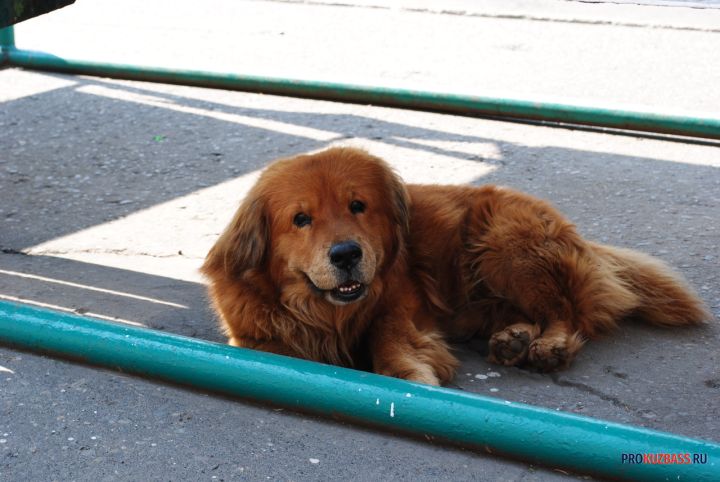 Выкинувший беременную собаку с высоты девятого этажа кузбассовец получил срок