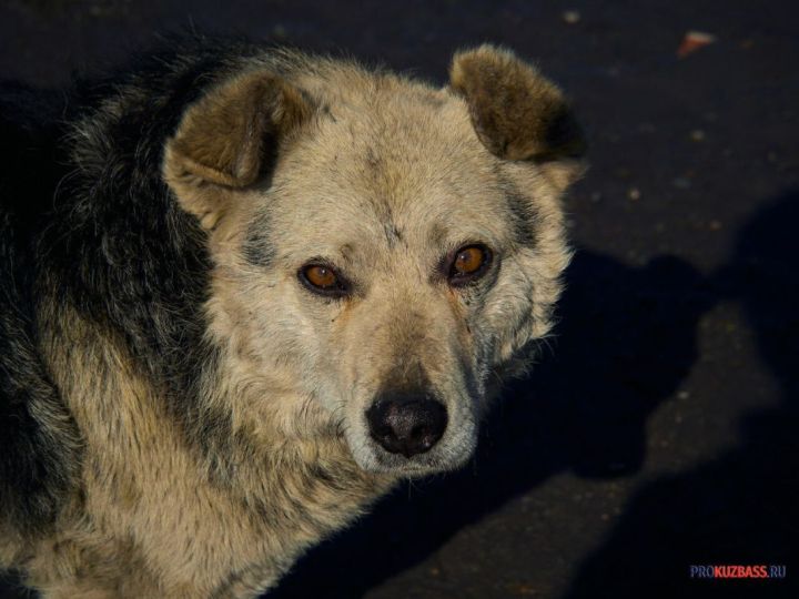 Очевидцы: отлов чипированных собак начался в Кемерове