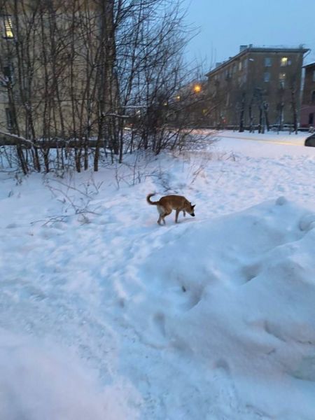 Спасатели вытащили застрявшую между стеной и фасадной панелью дома собаку в Новокузнецке