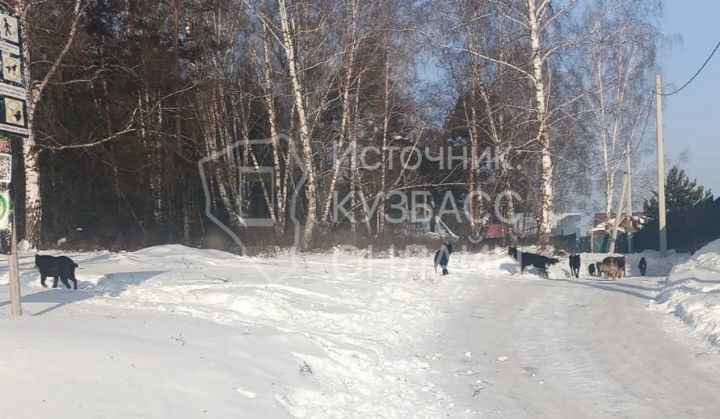 Кемеровчане сообщили об опасной стае собак у школы