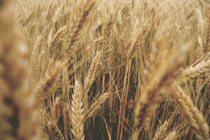 Экспорт зерна из Кузбасса вырос вдвое за год