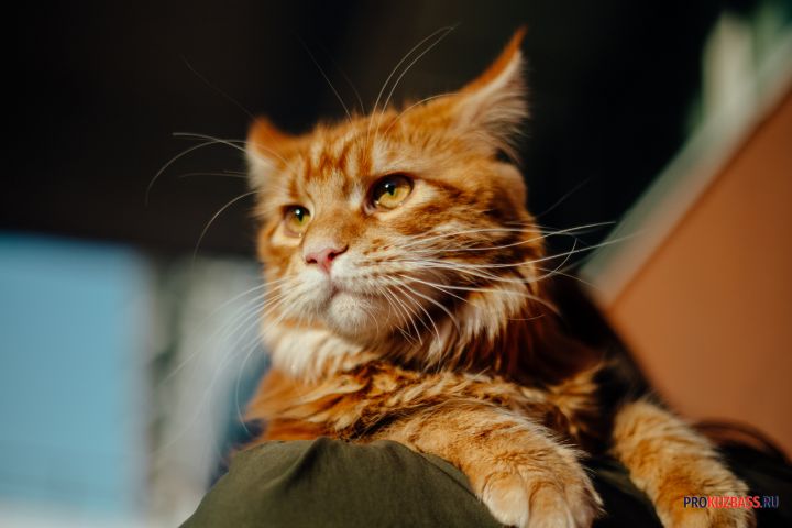 Рыжий кот оказался в смертельной опасности при пожаре в квартире кемеровчан