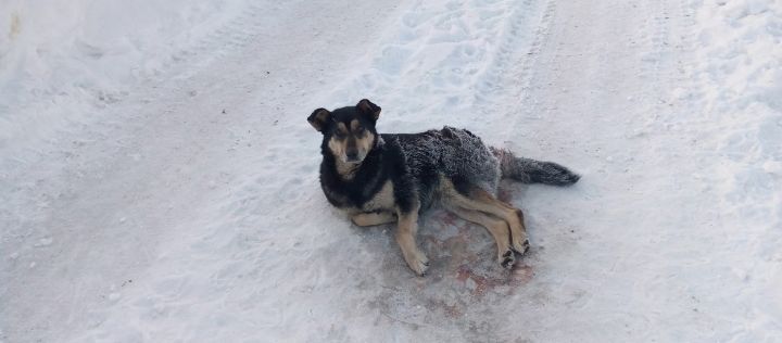 Неизвестный живодер стал массово отстреливать собак в кузбасском городе
