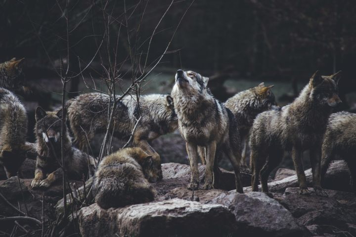 Соцсети: оголодавшие волки загрызли домашнего пса в Кузбассе
