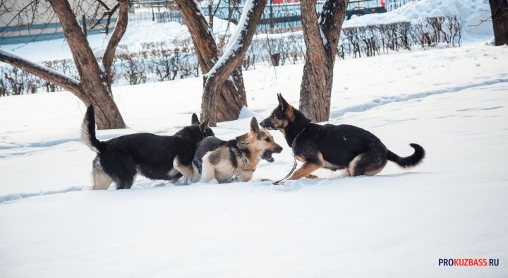 «Страшно выходить из дома»: большая свора собак запугала жителей кузбасского города