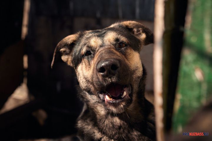 Соцсети: кидавшиеся на людей собаки загрызли пса посреди улицы в кузбасском поселке