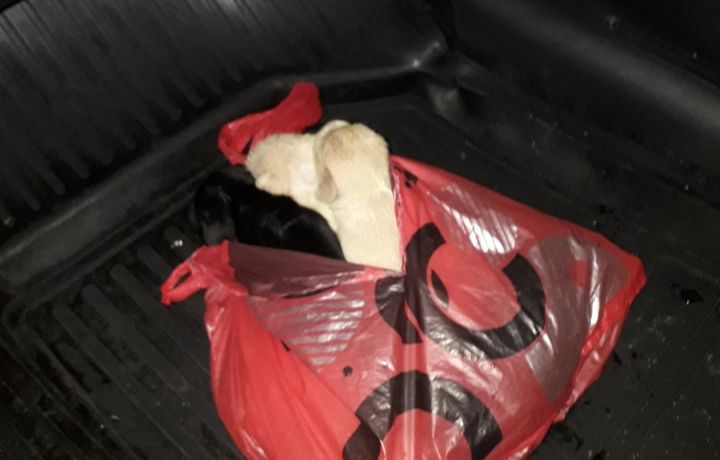 Соцсети: неизвестные выбросили завязанный пакет с щенками у кузбасской трассы