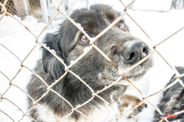 Свора собак поселилась на территории психиатрической больницы в Новокузнецке