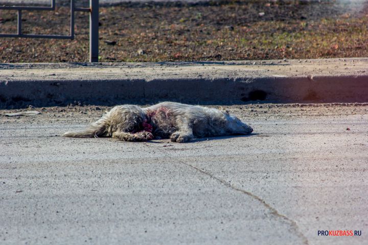 Кузбассовцы обнаружили труп животного на ведущей к школе тропинке 