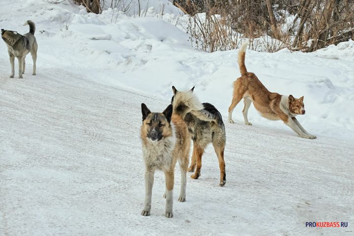 Большая свора бездомных собак увязалась за школьницей в Киселевске