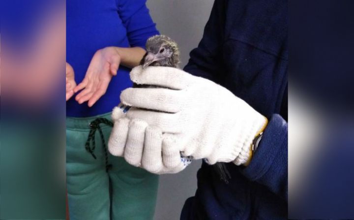 «Котенок» превратился в голубенка после спасения из вентиляционной шахты в Новокузнецке