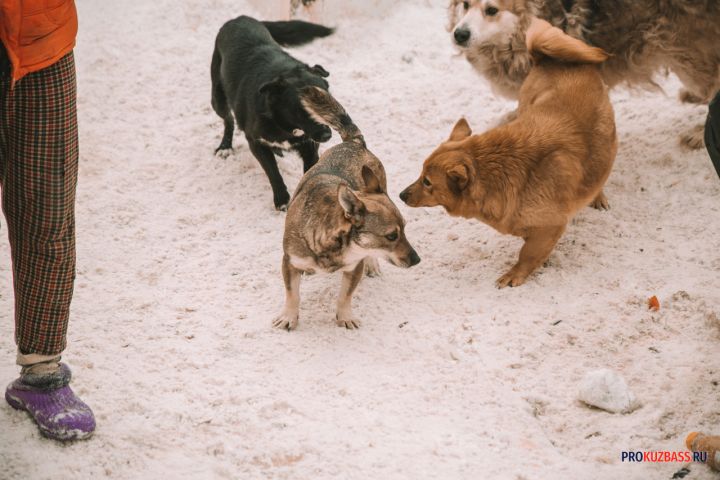 Агрессивные собаки около школы напугали жителей Кемерова