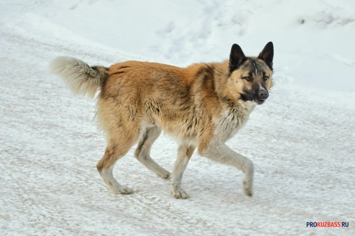«Волчья стая»: агрессивная свора чипированных собак около ТЦ запугала кемеровчан