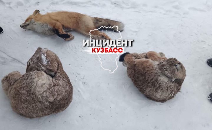 Соцсети: егерь в Кузбассе избежал наказания за массовое убийство животных