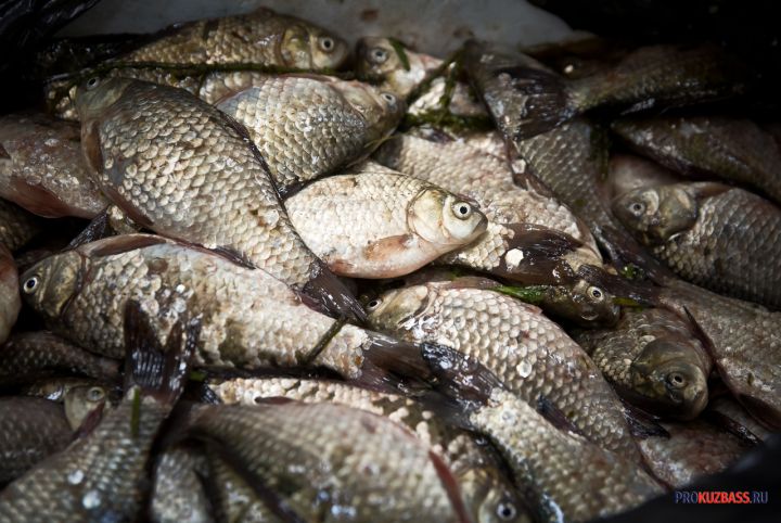 Роспотребнадзор изъял из оборота в Кузбассе свыше 70 кг некачественной рыбной продукции