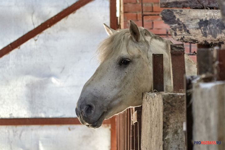 Кузбассовец проник с лошадью в подъезд многоквартирного дома