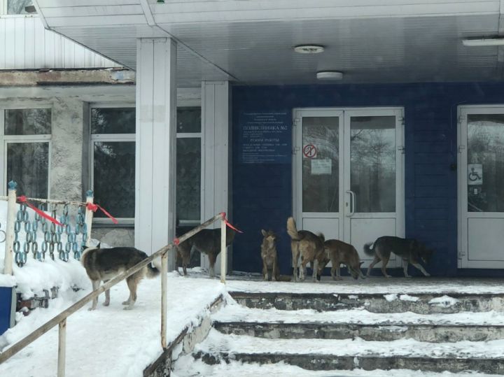 Свора больших собак на входе в поликлинику встревожила жителя кузбасского города