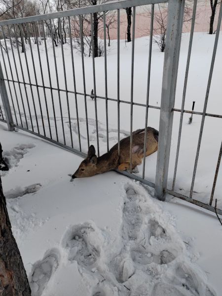 Косуля застряла в заборе школы в Кемерове