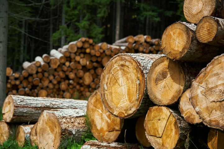Экспорт лесоматериалов из Кузбасса вырос почти на четверть за год