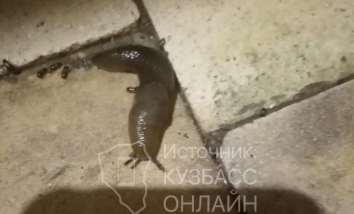 Кемеровчанин пожаловался на нашествие тараканов и слизняков в многоквартирном доме